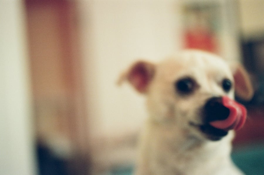 Blurry Chihuahua Photographs